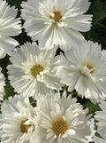 Cosmos Seeds - 100 Non-GMO Psyche White Blossoms - Attracts Butterflies & Bees - Cosmos bipinnatus