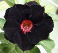 Black Red Desert Rose Seeds - 4 Pack - Adenium Obesum - Exotic Perennial Flower Seeds