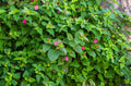 Four O'Clock Flower Live Plant 4+ Inches Bare Root Mirabilis jalapa
