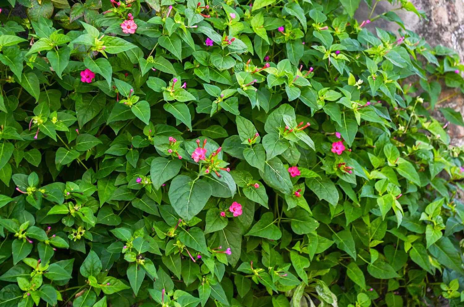 Four O'Clock Flower Live Plant 4+ Inches Bare Root Mirabilis jalapa