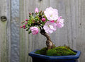 Sakura Bonsai Tree Seeds - 10 Pack - Cherry Blossom - Prunus serrulata
