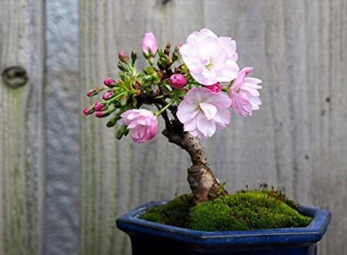 Sakura Bonsai Tree Seeds - 10 Pack - Cherry Blossom - Prunus serrulata