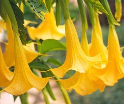 Yellow Angel Trumpet Seeds - 10 Fragrant Flower Seeds for Tropical Garden - Brugmansia spp.