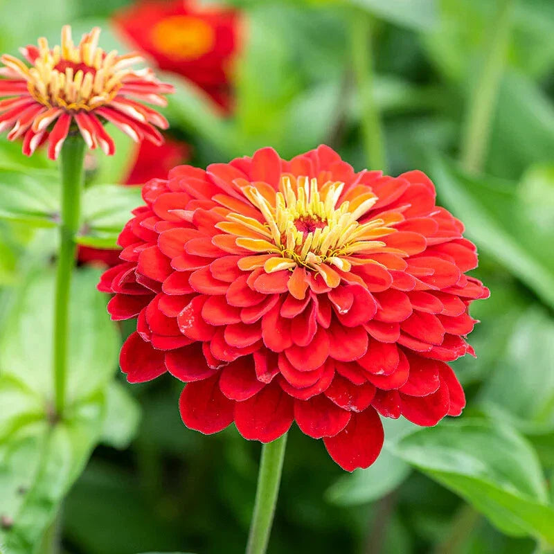 Scarlet Flame Zinnia Seeds - 100+ Seeds for Garden Planting - Zinnia elegans - USA Grown - Fast Shipping