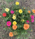 Portulaca Seeds - 200 Pack Moss Rose Mix - Organic Edible Purslane Flowers (Portulaca grandiflora)