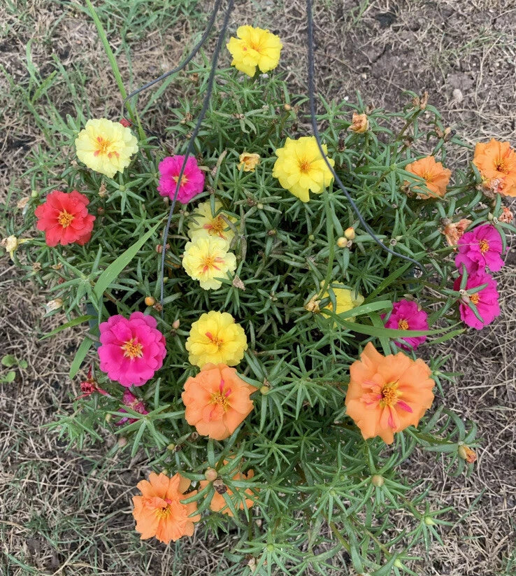 Portulaca Seeds - 200 Pack Moss Rose Mix - Organic Edible Purslane Flowers (Portulaca grandiflora)