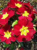 Primula Mala Seeds 500 Count - Red Flowering Primula Mala - Garden Plant Seeds for Home Gardening