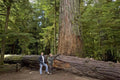 50 Western Red Cedar Tree Seeds for Planting, Thuja plicata, Long-Lived Evergreen, Native Tree Seeds