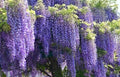 Wisteria Starter Plant - 6-8 Inches Tall, Well Rooted - Wisteria sinensis