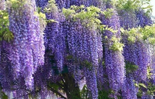 Wisteria Starter Plant - 6-8 Inches Tall, Well Rooted - Wisteria sinensis