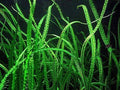 Cryptocoryne Balansae Large - Easy Live Aquarium Pond Plant - Aquatic Greenery for Freshwater Aquariums