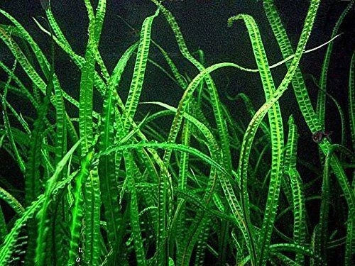 Cryptocoryne Balansae Large - Easy Live Aquarium Pond Plant - Aquatic Greenery for Freshwater Aquariums