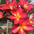 Plumeria Seeds - 5 Pink Yellow Perennial Flower Seeds - Frangipani (Plumeria spp.)