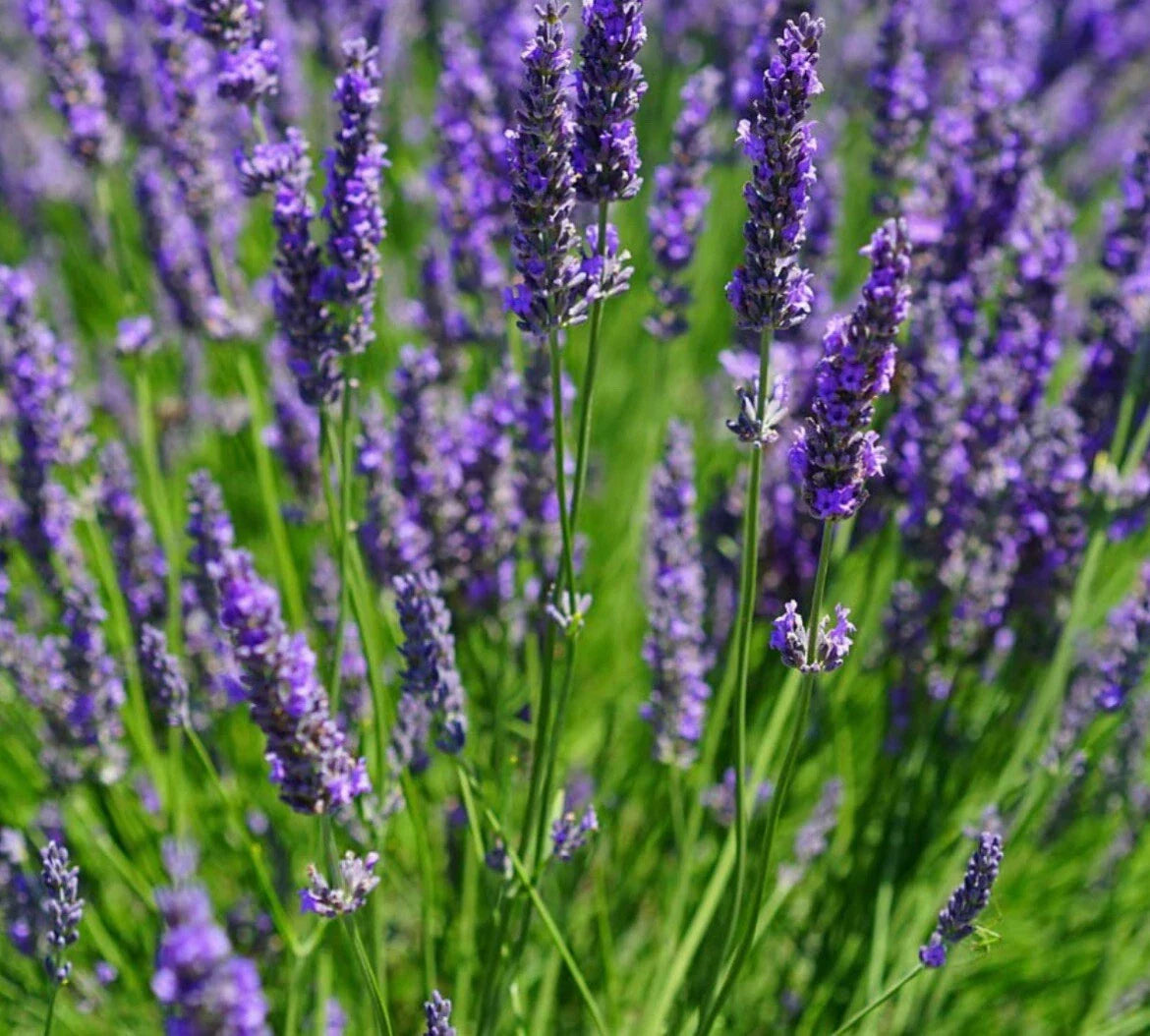 200+ Lavender Seeds - Lavandula angustifolia - True Lavender, Fragrant Herb, Great for Gardens and Aromatherapy