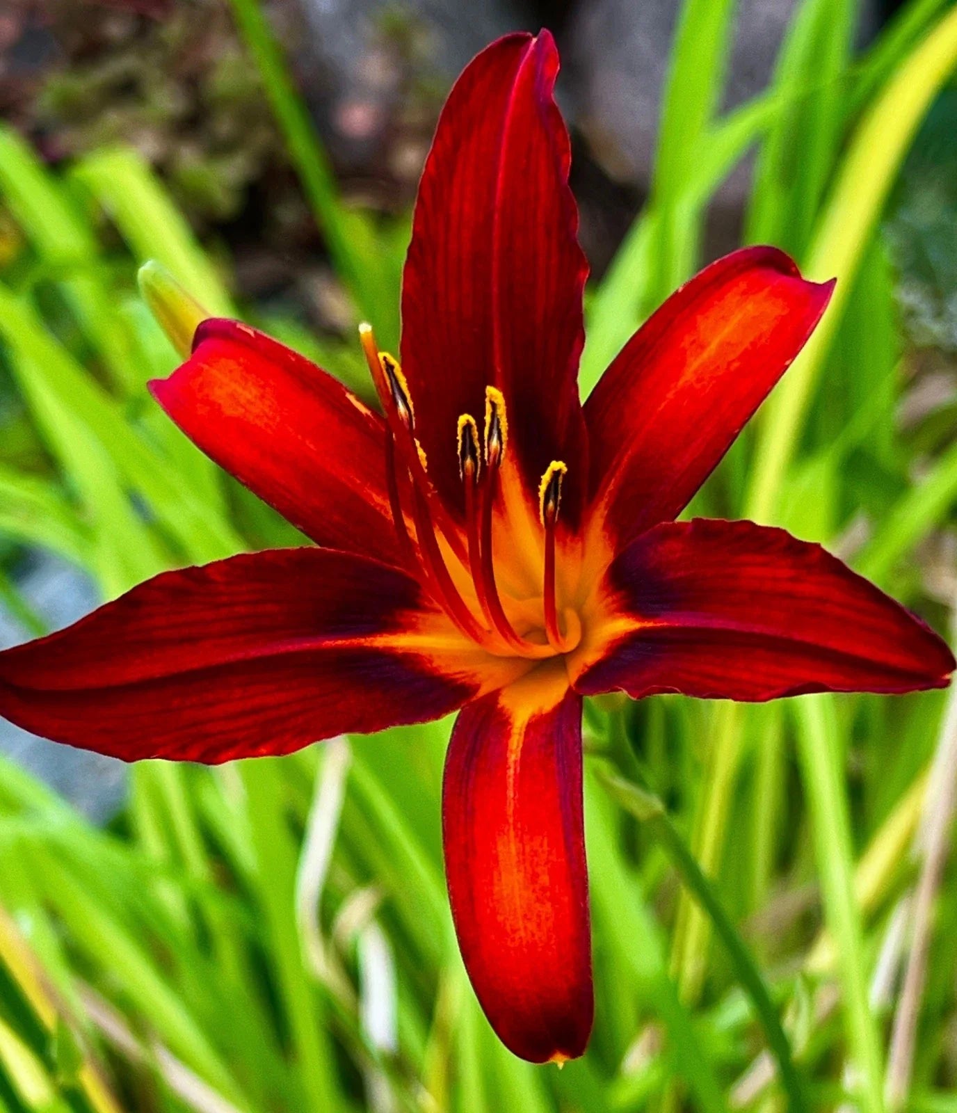 Heirloom Red Daylily Plants - 5 Pack, Long Petals, Yellow Throat, Chemical-Free Grown, Hemerocallis