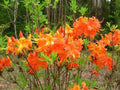 Aromi Azalea Starter Plant - FRONTIER GOLD - Deciduous Rhododendron - Dormant Small Plant