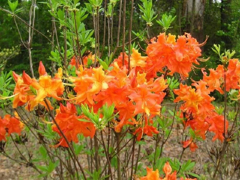 Aromi Azalea Starter Plant - FRONTIER GOLD - Deciduous Rhododendron - Dormant Small Plant