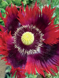 Organic Breadseed Poppy Seeds - Jimi's Flag Purple & Red - 500 Seeds - Papaver somniferum