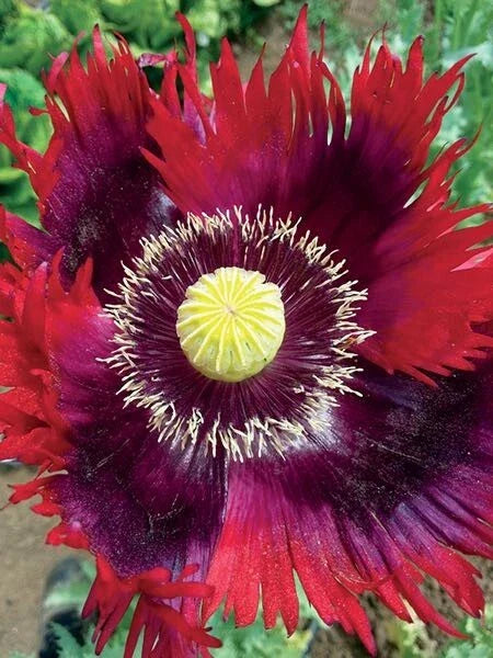 Organic Breadseed Poppy Seeds - Jimi's Flag Purple & Red - 500 Seeds - Papaver somniferum