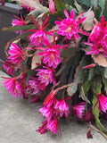 Epiphyllum Orchid Cactus Cuttings 6"-10" Pink Succulent Plant (2) - Epiphyllum Oxypetalum