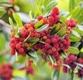 Yumberry Tree Seeds (10 Seeds) - Exotic Yang-mei Tree, Myrica rubra, Planting, Fruit Seeds