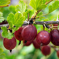 Hinnomaki Red Gooseberry Starter Plant - Edible Shrub, Rooted Cutting for Zones 3-7, Perfect for Home Gardens