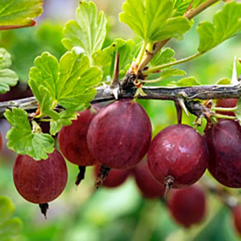 Hinnomaki Red Gooseberry Starter Plant - Edible Shrub, Rooted Cutting for Zones 3-7, Perfect for Home Gardens
