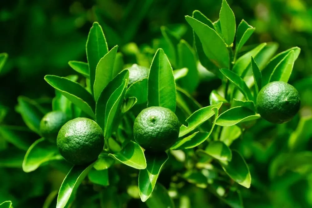 Dwarf Lime Tree Seeds - 30+ Seeds - Citrus aurantiifolia - Ideal for Home Gardening - Ships from Iowa, USA