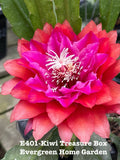 Epiphyllum Orchid Cactus Plant 4” Starter Pot “Kiwi Treasure Box” - Unique Houseplant for Indoor Gardening