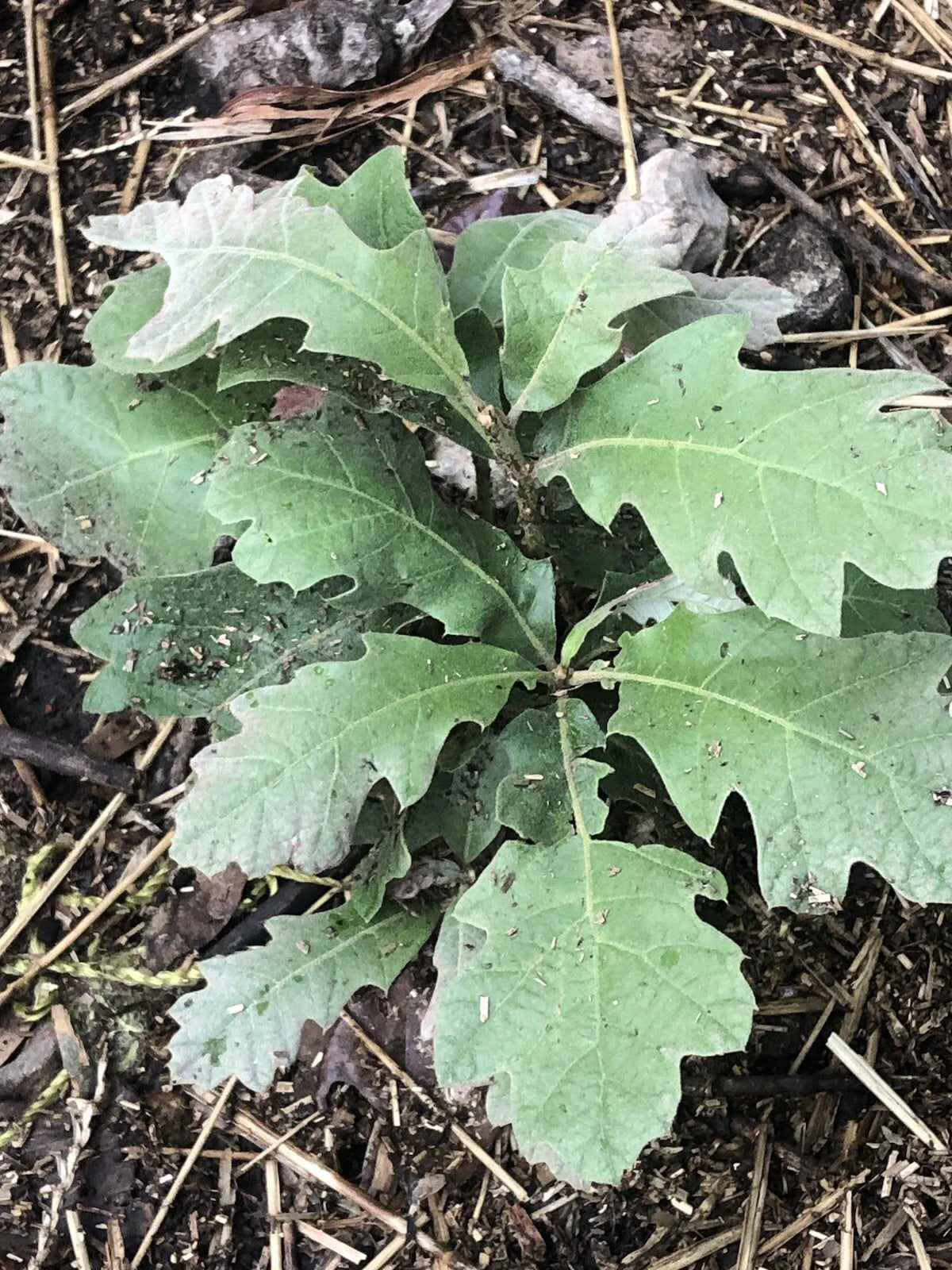 Live Oak Saplings - 4 Pack - Quercus virginiana - Hardy Native Trees for Landscaping and Conservation