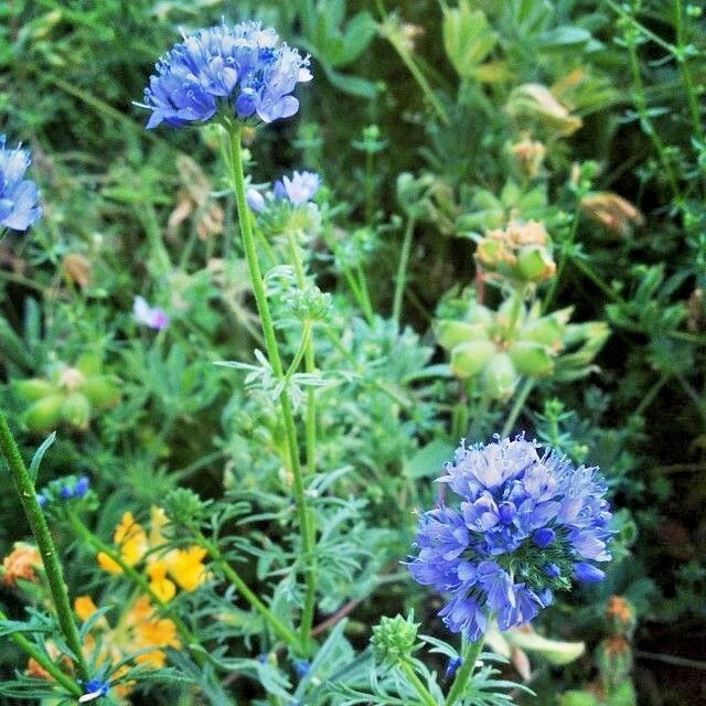 Globe Gilia Thimble Flower Seeds - 401+ Pack, Native Southwest Wildflower, Drought Tolerant, Heat Resistant