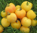 Garden Peach Tomato Seeds - Cocona Variety, Heirloom, NON-GMO, 100+ Seeds, Perfect for Home Gardening, Solanum lycopersicum