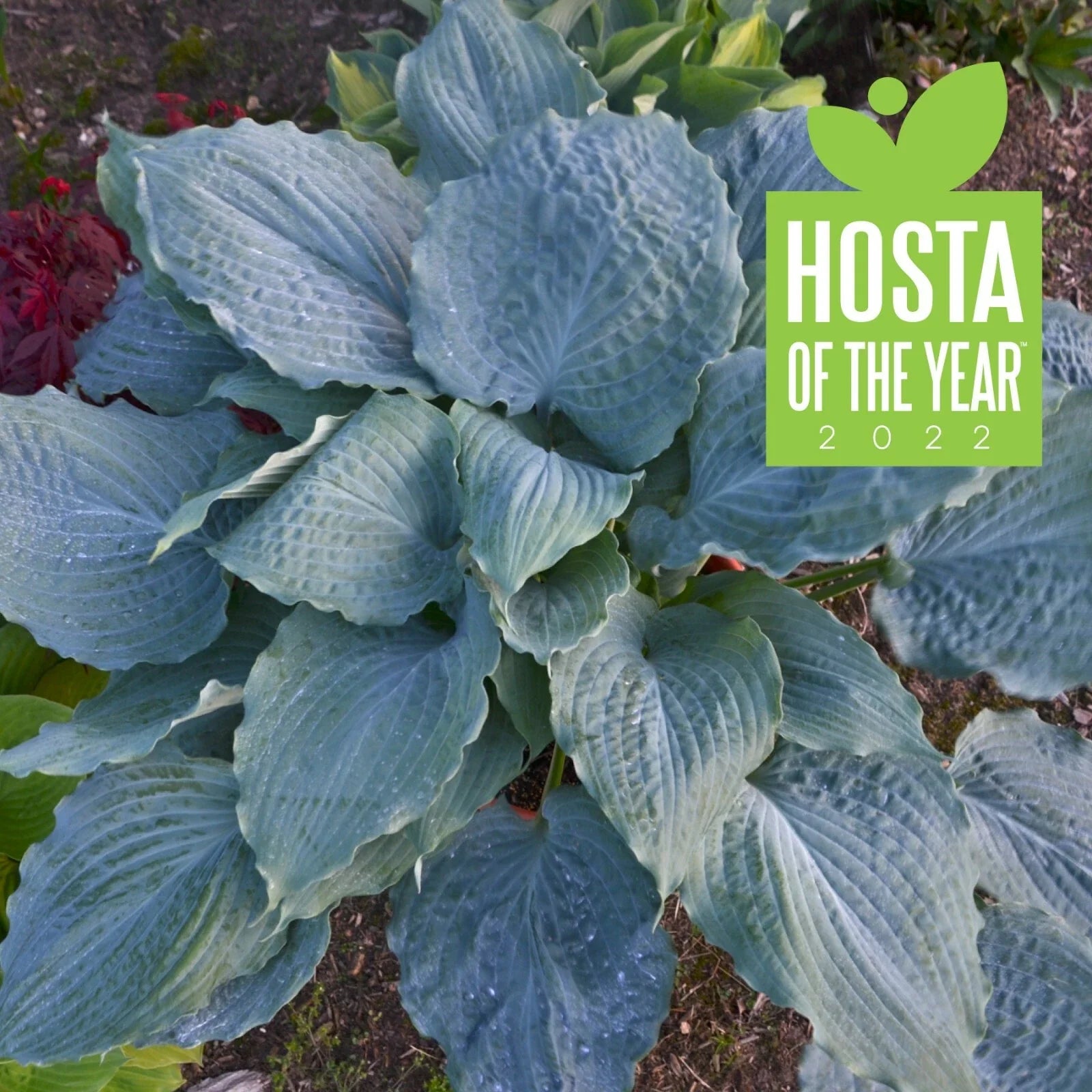Hosta Plant 5.25" Pot Diamond Lake Perennial Proven Winners Hosta of the Year (Hosta 'Diamond Lake')
