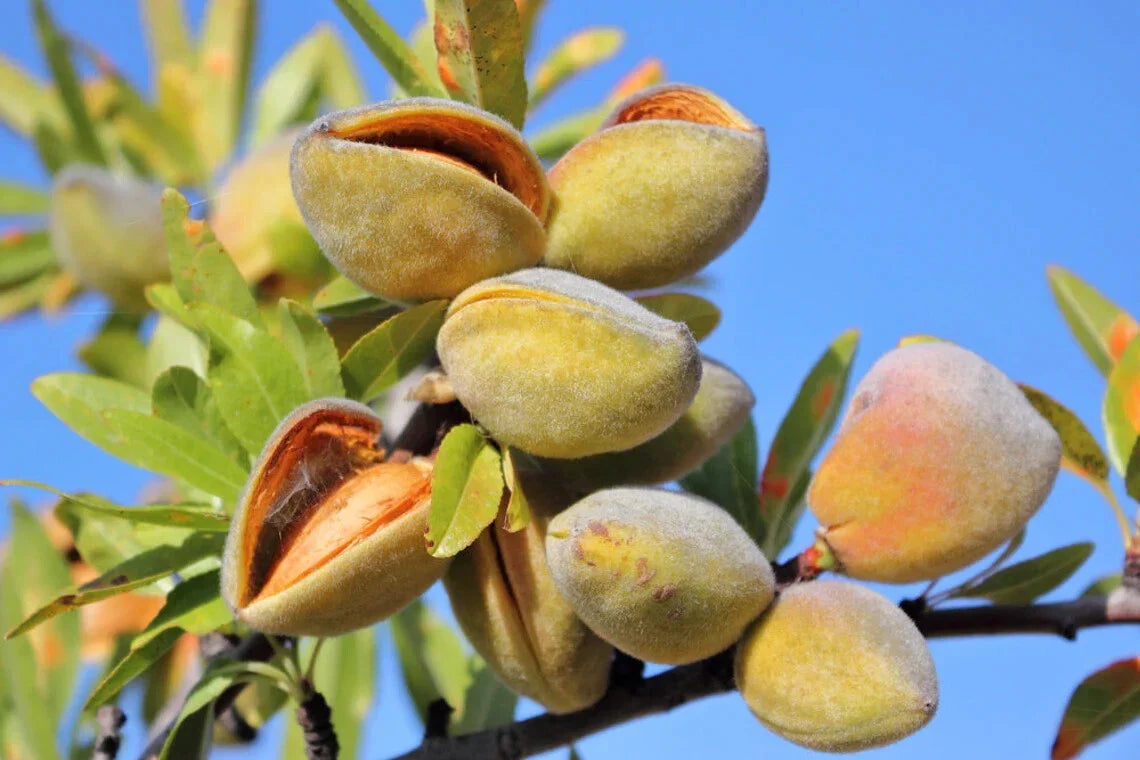 Almond Tree Seeds for Growing Almond Trees - Organic, Non-GMO - Prunus dulcis