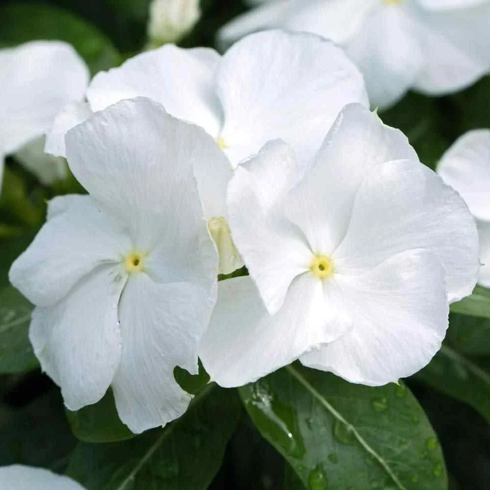 Vinca Hotlik White Seeds 100 Pack - Catharanthus roseus