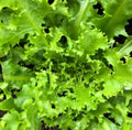 Endive Seeds - 1000 Count Green Curled Ruffec NON-GMO Vegetable Garden Seeds for Planting