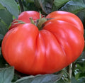 Mortgage Lifter Tomato Seeds 50+ Indeterminate Vegetable Garden Beefsteak Solanum lycopersicum