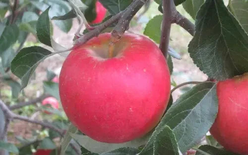 Pixie Crunch Apple Seeds - 25+ Heirloom Seeds for Garden Planting - Malus domestica - USA