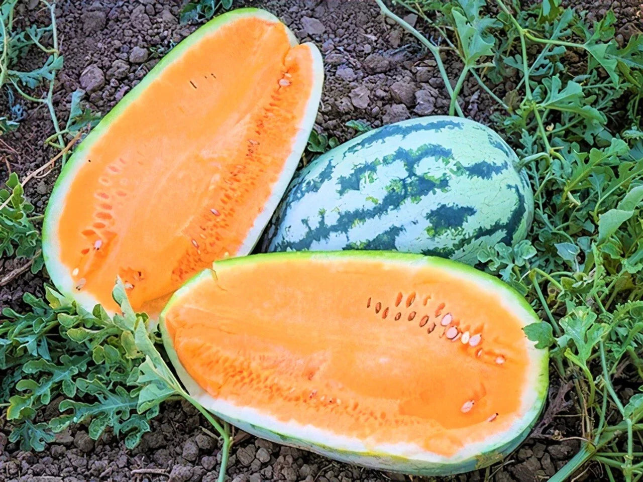 Tendersweet Orange Watermelon Seeds - Heirloom, Non-GMO, 50+ Seeds - Citrullus lanatus
