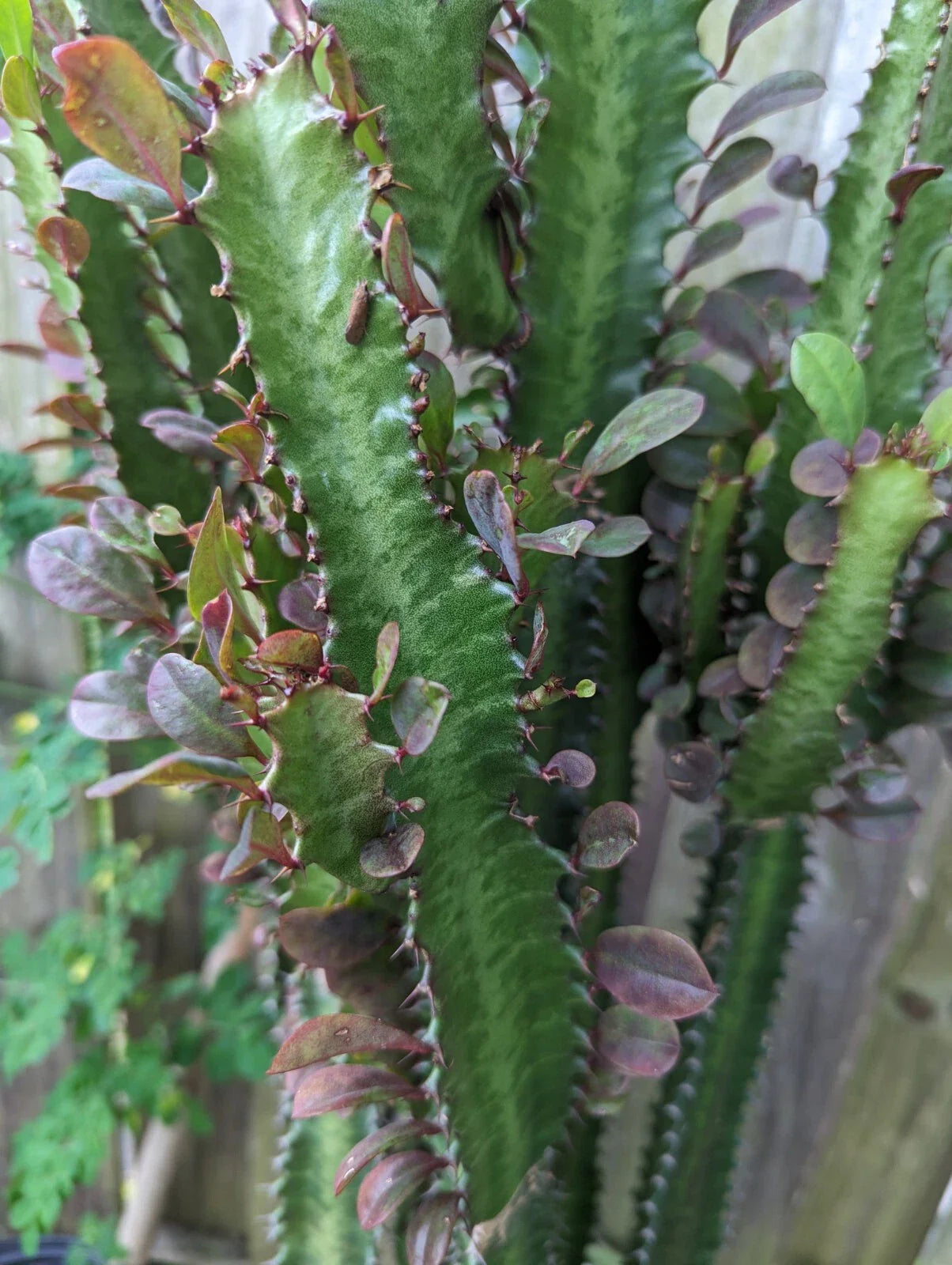 Euphorbia Trigona Dragon Bone Cactus Cuttings - 2 Pieces - Unique Elkhorn Variety