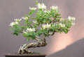 Honey Suckle Plant Rooted Cuttings for Bonsai - Lonicera japonica - Set of 4
