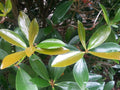 Cleyera Japonica Cuttings Scions 5+4 Glossy Evergreen Bush Rooting Great Hedge