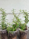 Rosemary Rooted Plants Set of 3 - Organic, Strong Roots - Rosmarinus officinalis