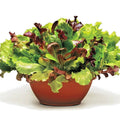 Gourmet Salad Mix Seeds - 1 oz Organic Leaf Lettuce Blend for Container Gardening - Easy to Grow
