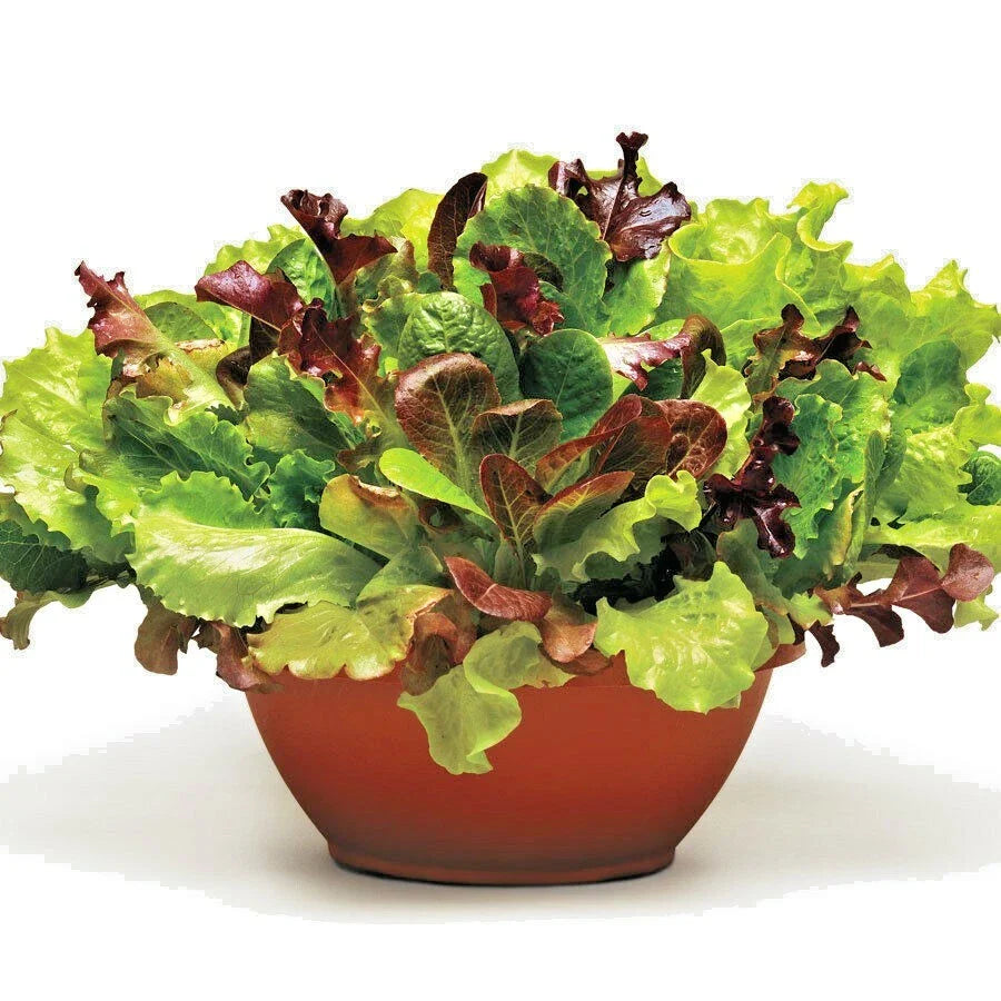 Gourmet Salad Mix Seeds - 1 oz Organic Leaf Lettuce Blend for Container Gardening - Easy to Grow