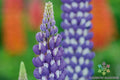 Neptune Lupine Seeds - 25+ Pack for Garden Planting - Lupinus nootkatensis - USA Grown, Free Shipping