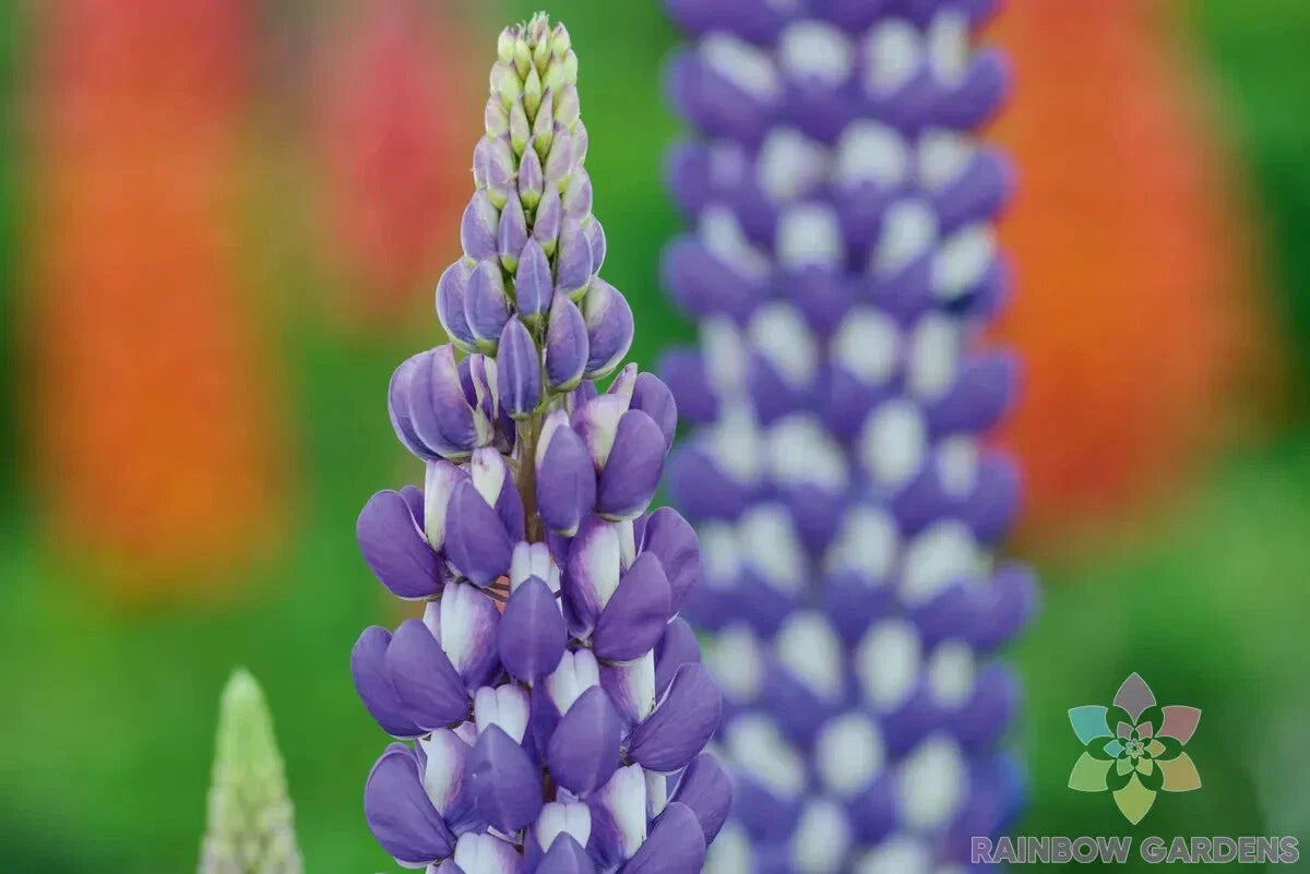 Neptune Lupine Seeds - 25+ Pack for Garden Planting - Lupinus nootkatensis - USA Grown, Free Shipping