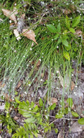 Pipewort Live Plant Eriocaulon koernickianum Rare Aquatic Wetland Native USA