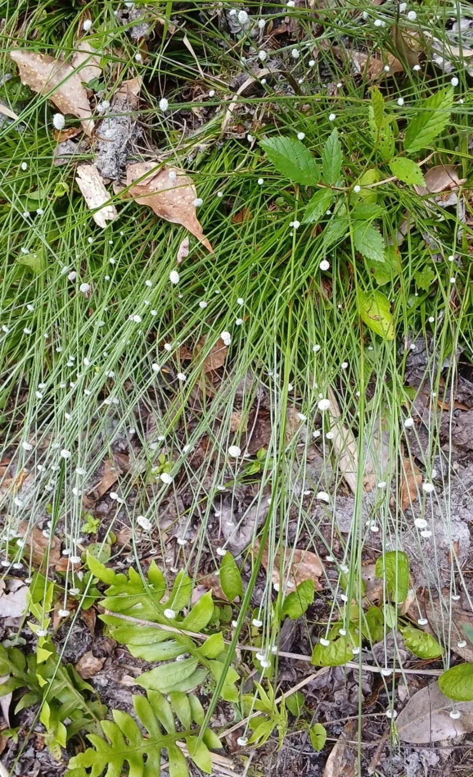 Pipewort Live Plant Eriocaulon koernickianum Rare Aquatic Wetland Native USA