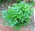 Organic Italian Flat Leaf Parsley Seeds - 301+ Count - Culinary Herb for Garden Containers - Petroselinum crispum